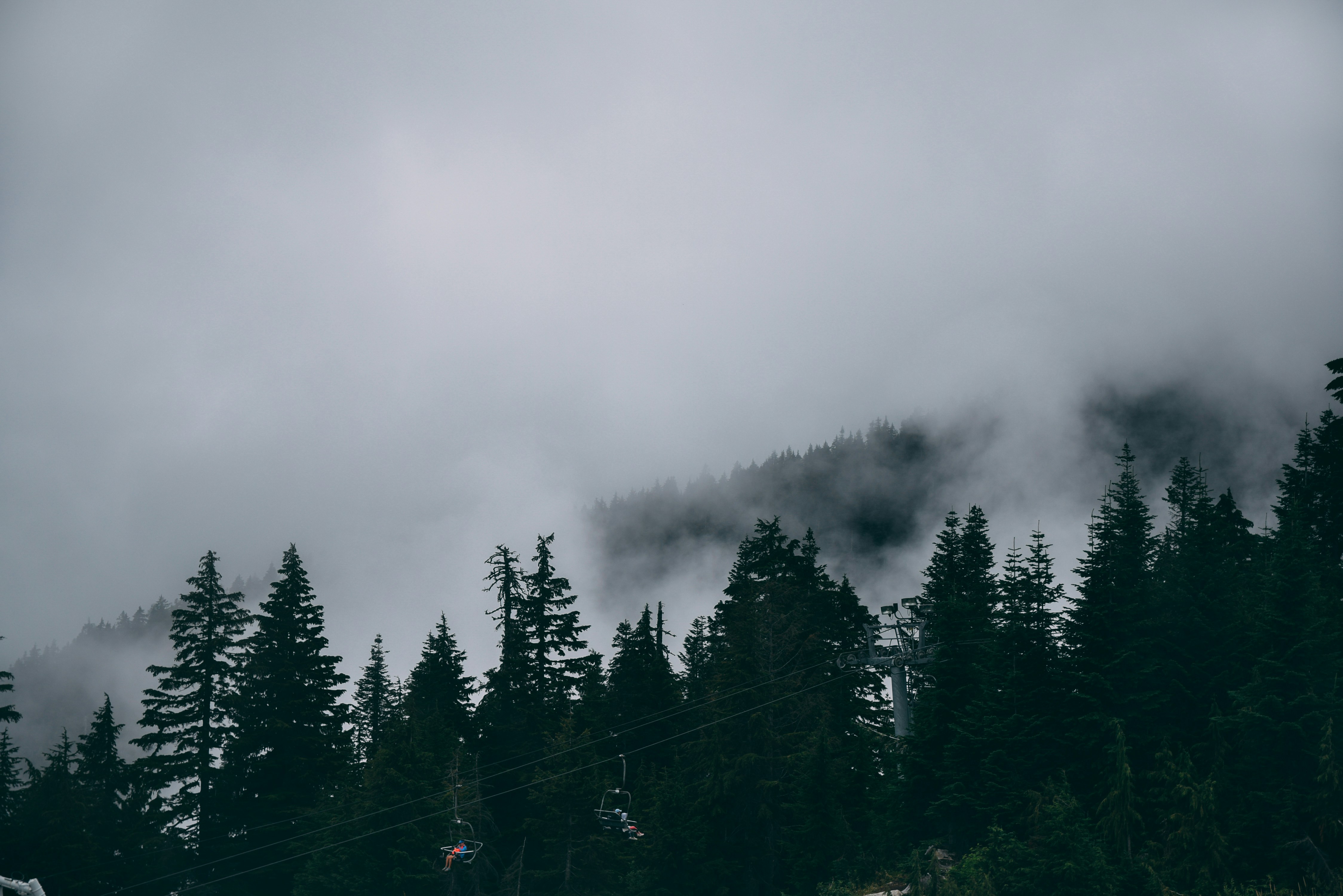 trees covered with fog