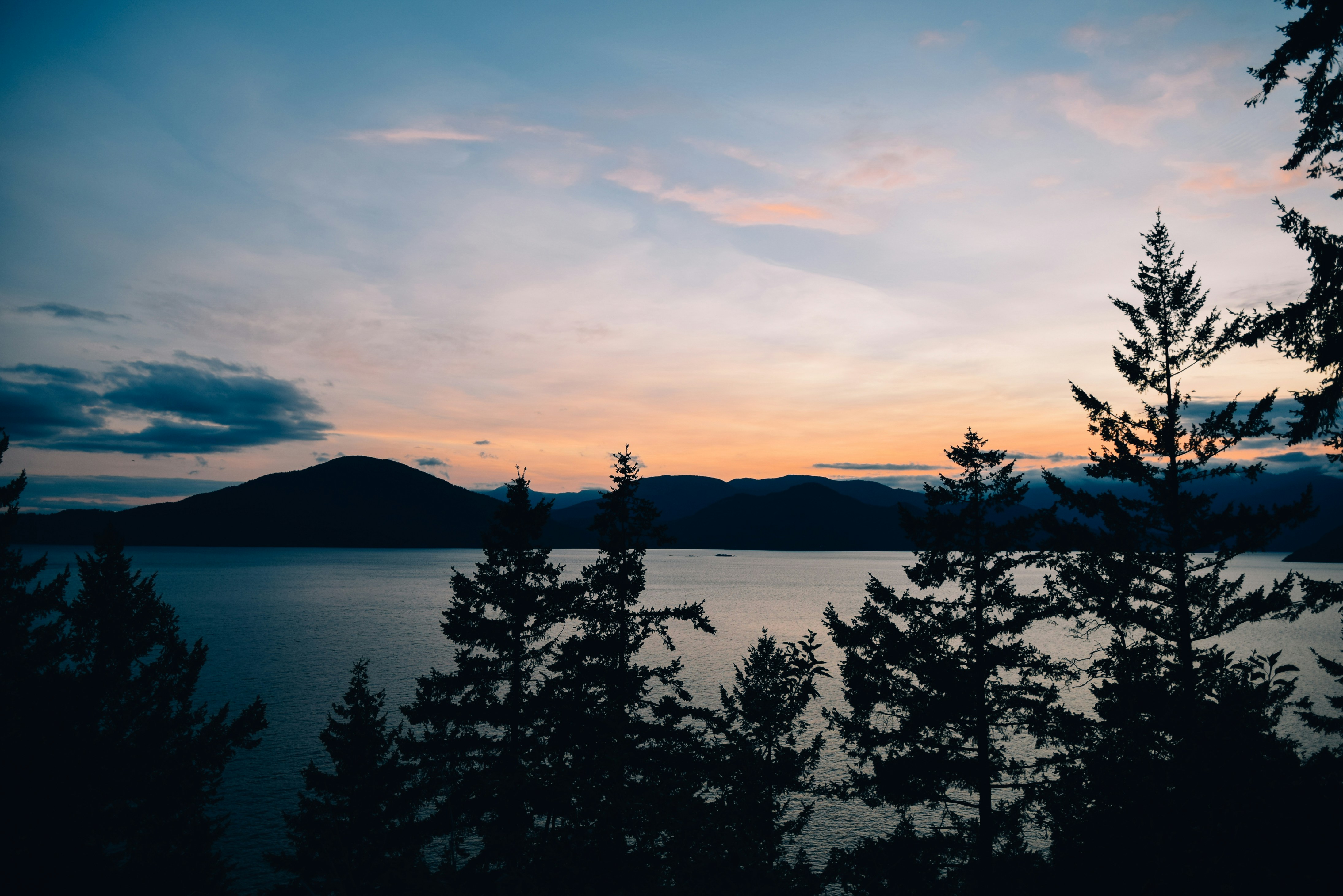 silhouette photography of trees