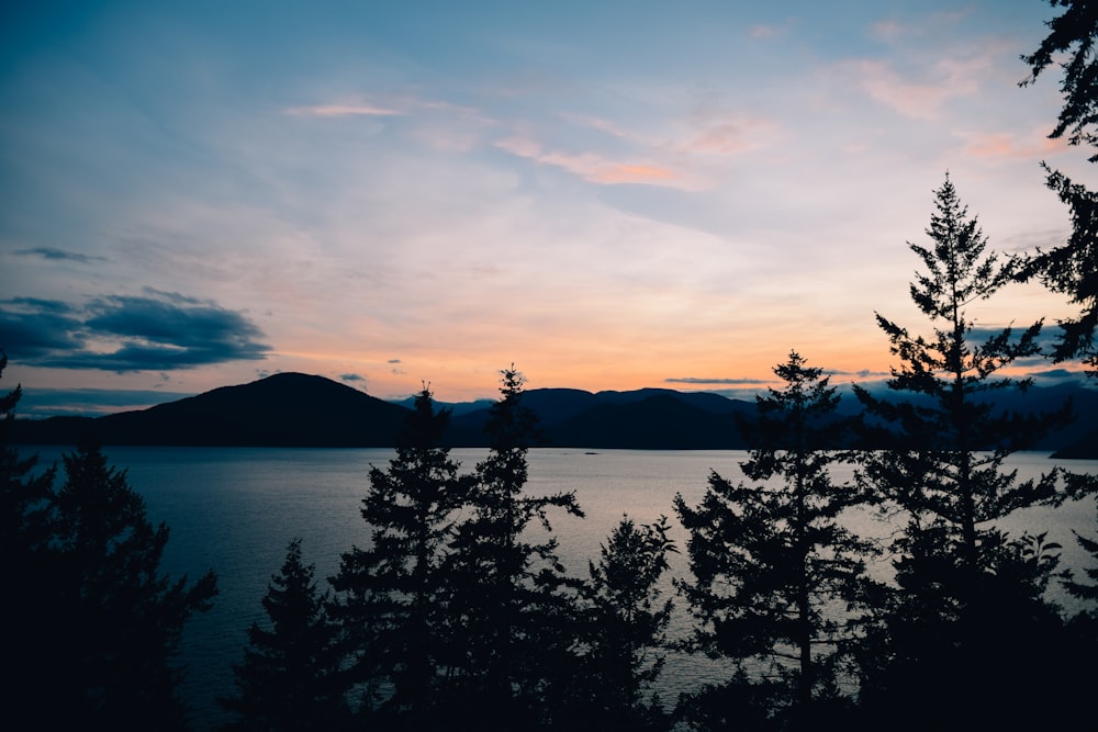 silhouette photography of trees