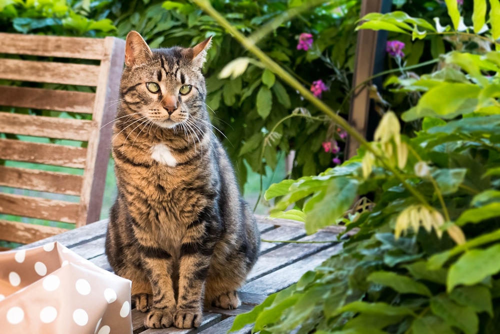 gato atigrado en tablón de madera