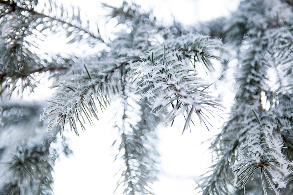 leaf covered with snow