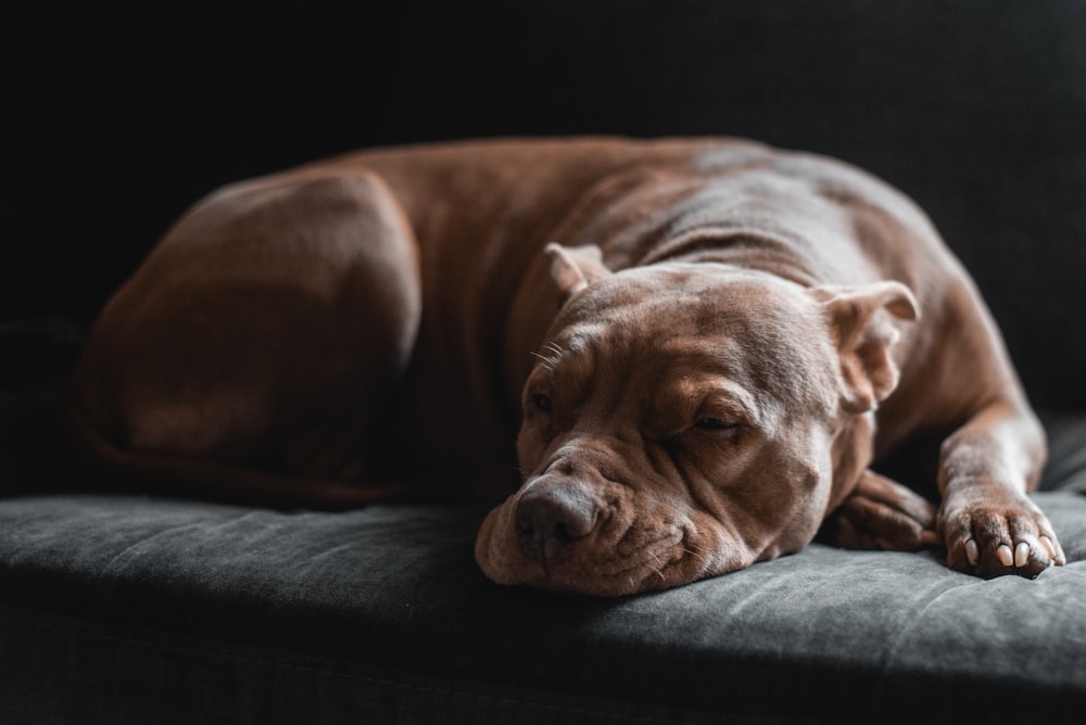 medium size short coated brown dog