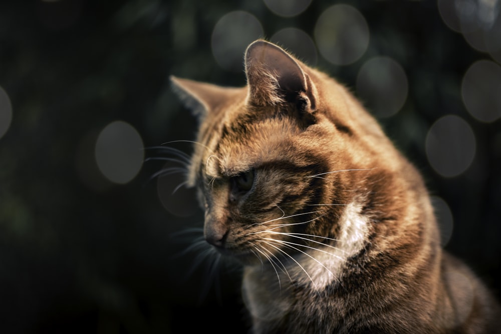 brown tabby cat close-up photo