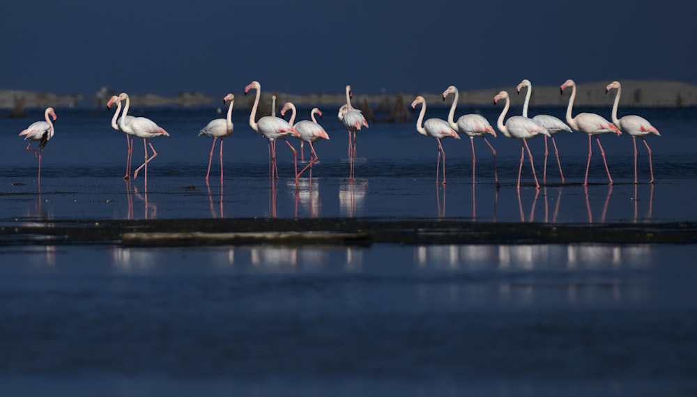 flamingos in body of water