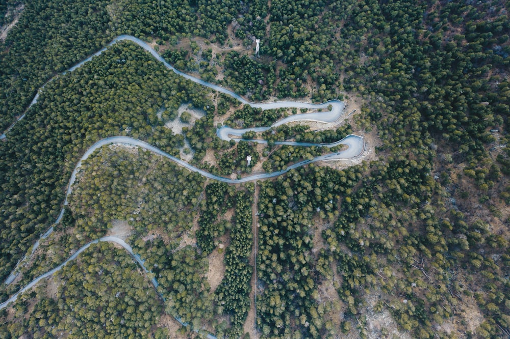 Fotografía de vista aérea de árboles de hojas verdes