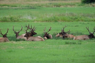 Oregon Coast - Dean Creek Elk viewing area in Reedsport, has elk year round
