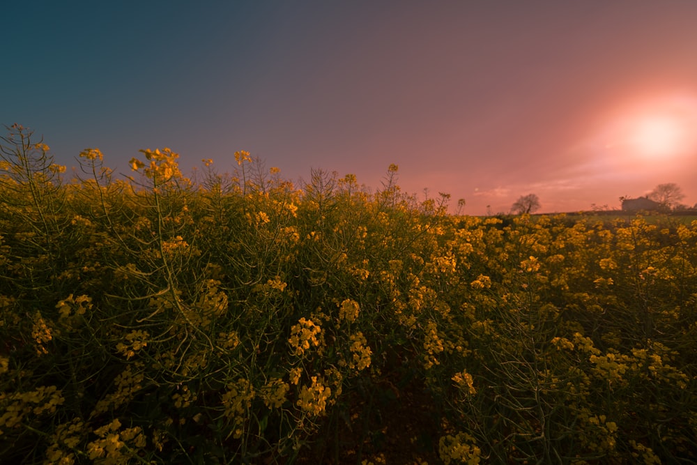 yellow flowers in bloom