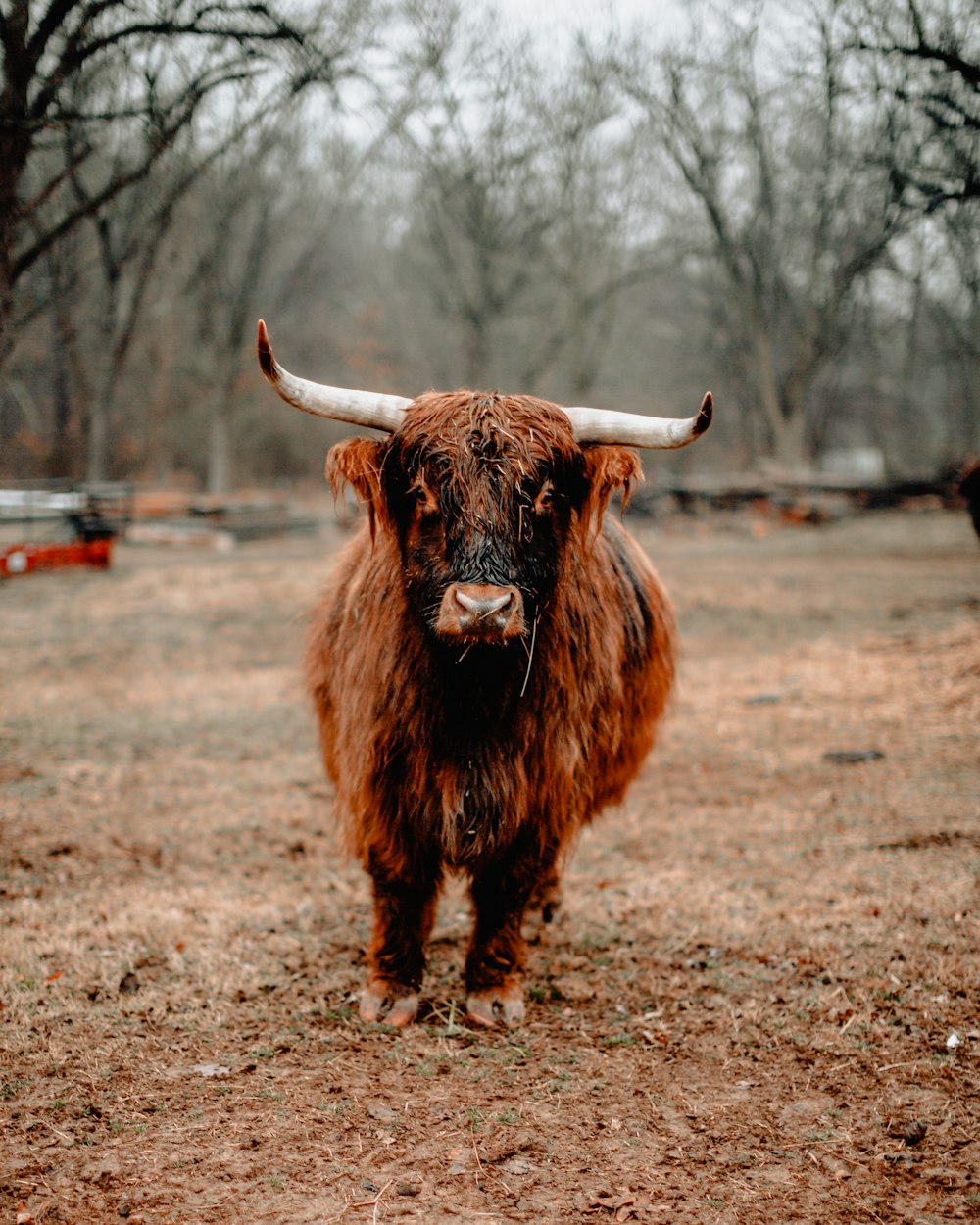 brown and black yak standing