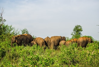 A group of elephants standing closely together in a lush green environment. The scene involves several adult elephants and some calves surrounded by dense foliage, indicating a natural habitat. The sky is clear with a few light clouds.