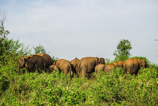 A group of elephants standing closely together in a lush green environment. The scene involves several adult elephants and some calves surrounded by dense foliage, indicating a natural habitat. The sky is clear with a few light clouds.