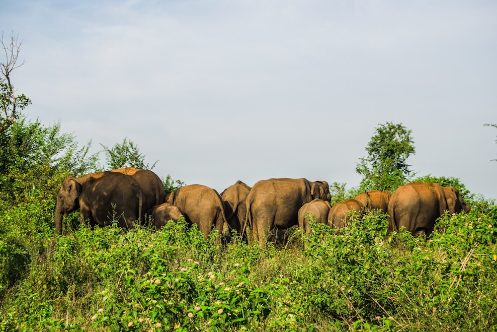 herd of elephants on grass field