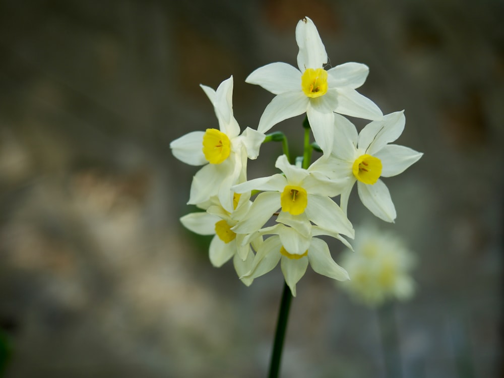 white flowers