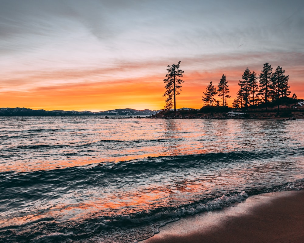 body of water across trees during dawn