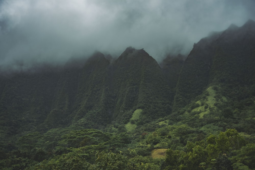 green woods across cloudy mountain