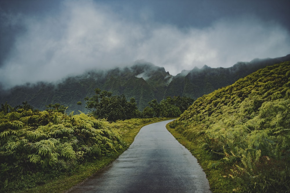 Hierba verde y camino