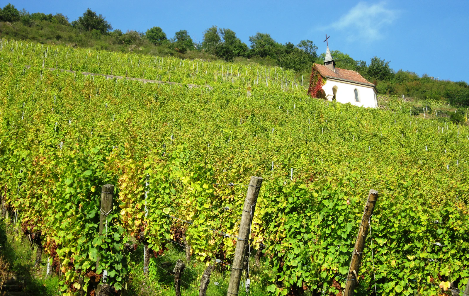 Colmar & Route des Vins
