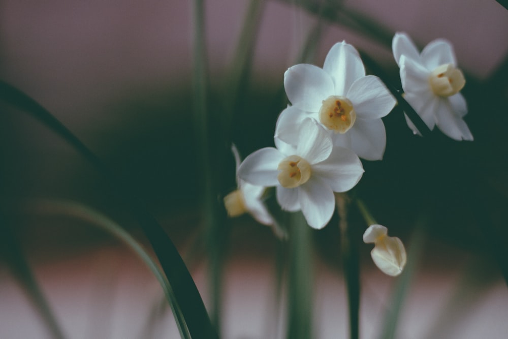 foto seletiva de flores de pétalas brancas
