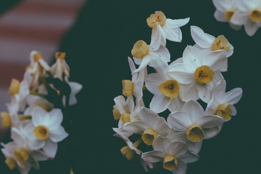 white and yellow flowers