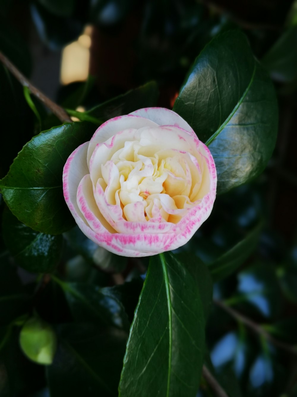 shallow focus photography of white and pink flower