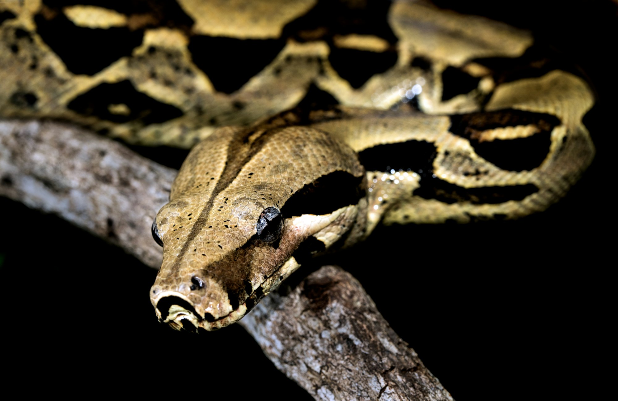 Posing Boa Constrictor showing of its beautiful pattern.