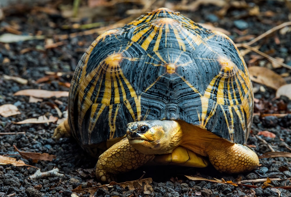 black and brown desert tortoise