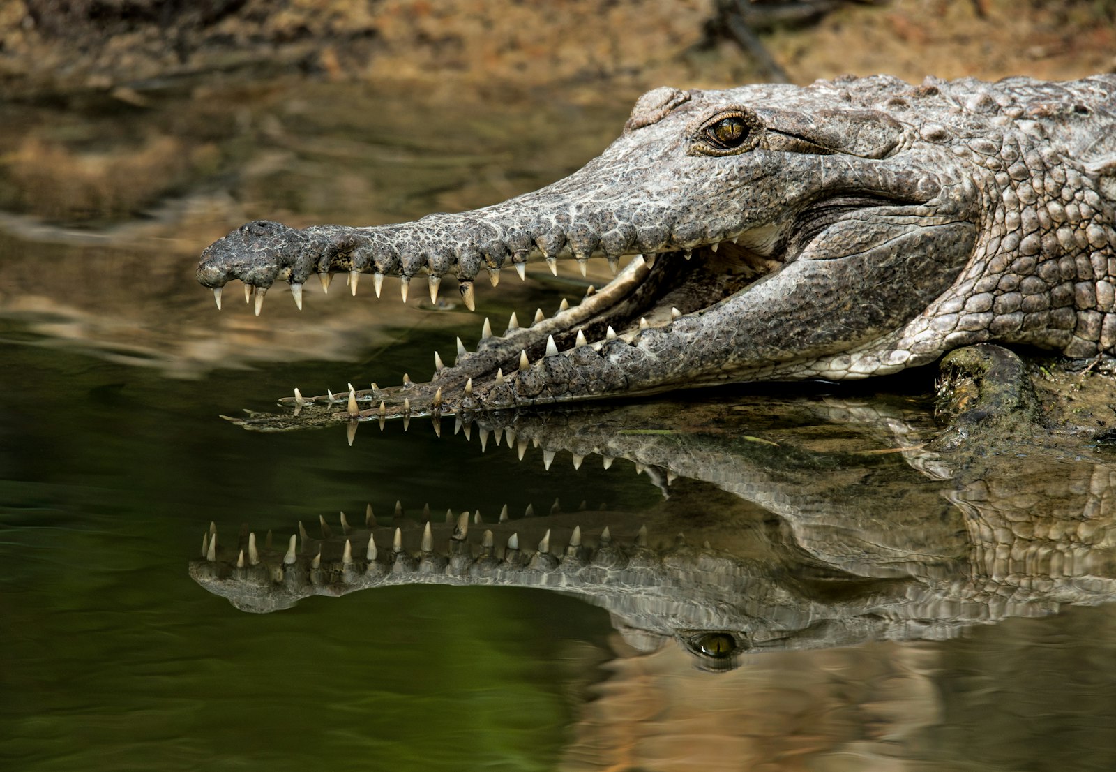 Sigma 150-600mm F5-6.3 DG OS HSM | S sample photo. Grey alligator photography