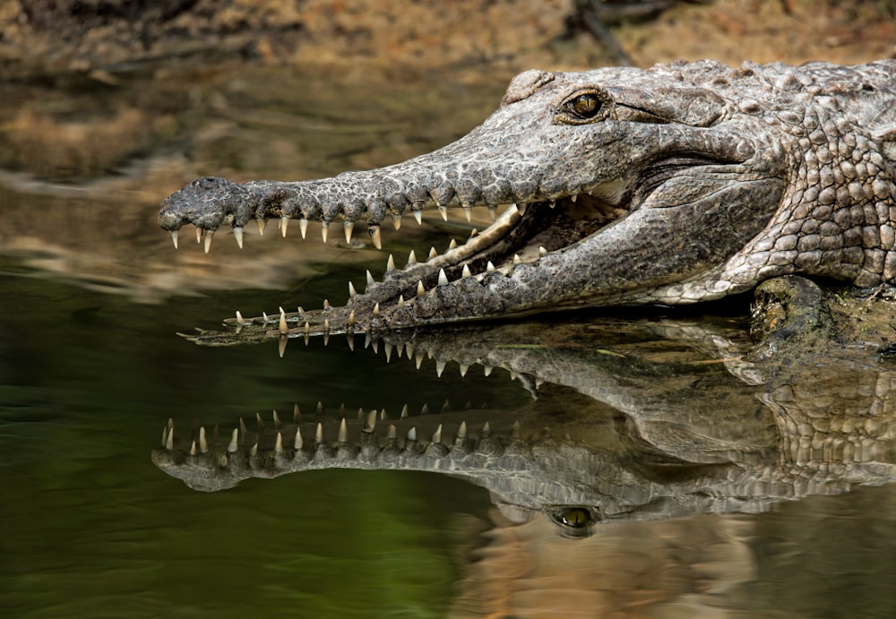 grey alligator