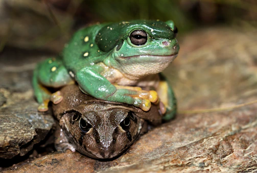 A friendly green frog perched on an open book, symbolizing connection and storytelling.