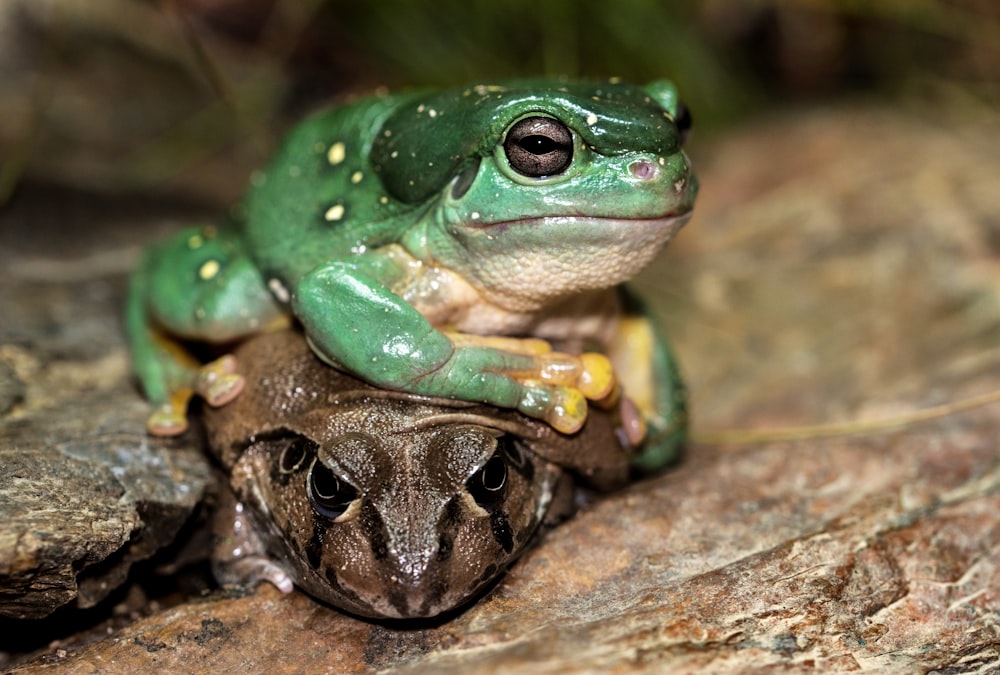 shallow focus photography of brown and green frogs