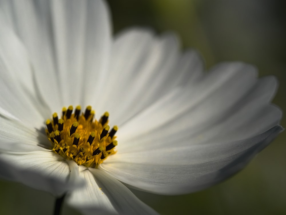white and yellow pollen flower