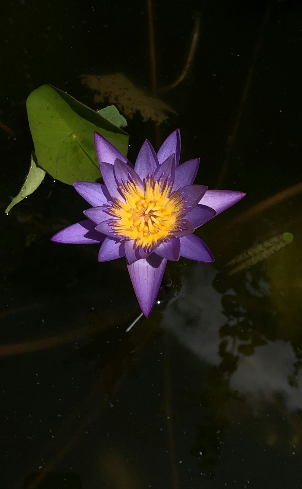purple and yellow lotus flower photo