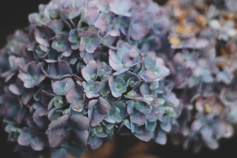 closeup photography of purple and green flowers