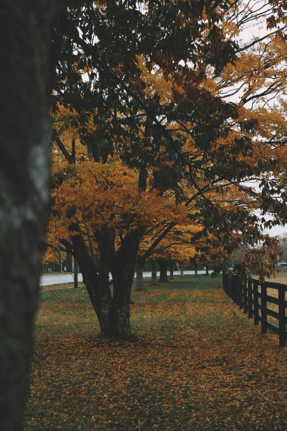 brown-leafed tree