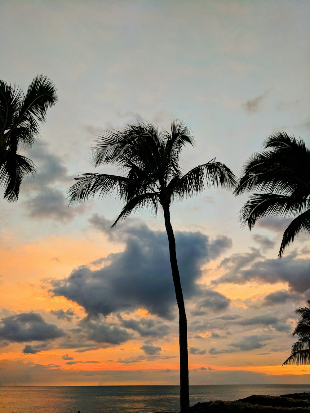 silhouette of palm tree