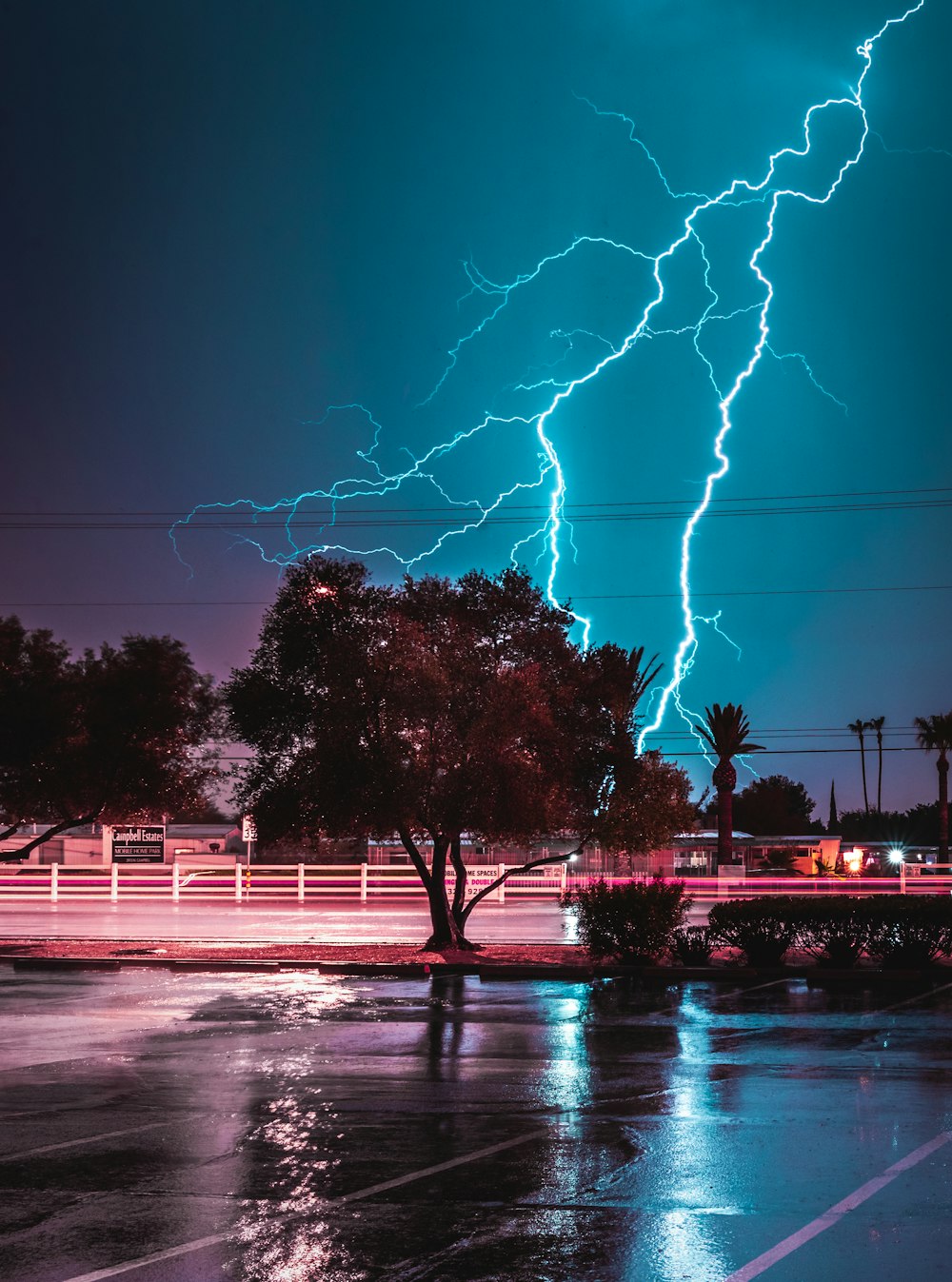 green tree across lightning bolt