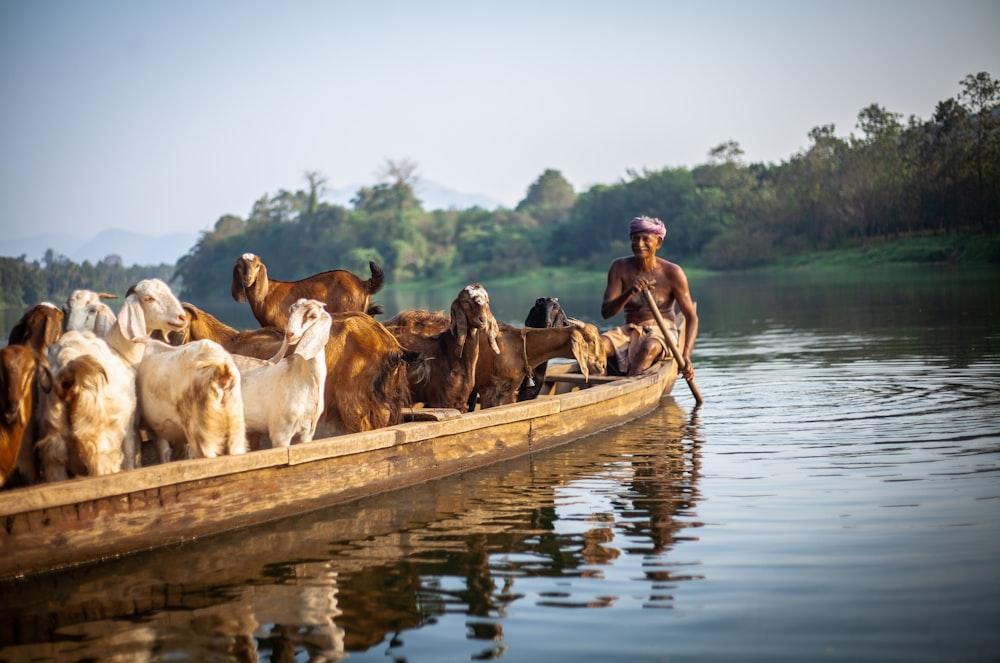 grupo de cabras no barco