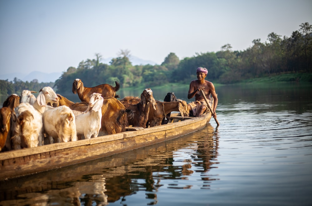 group of goats on boat