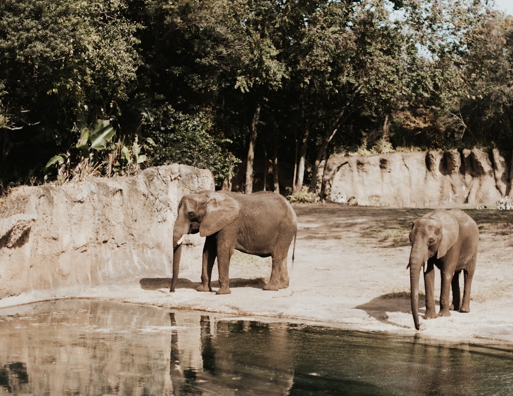 two elephants