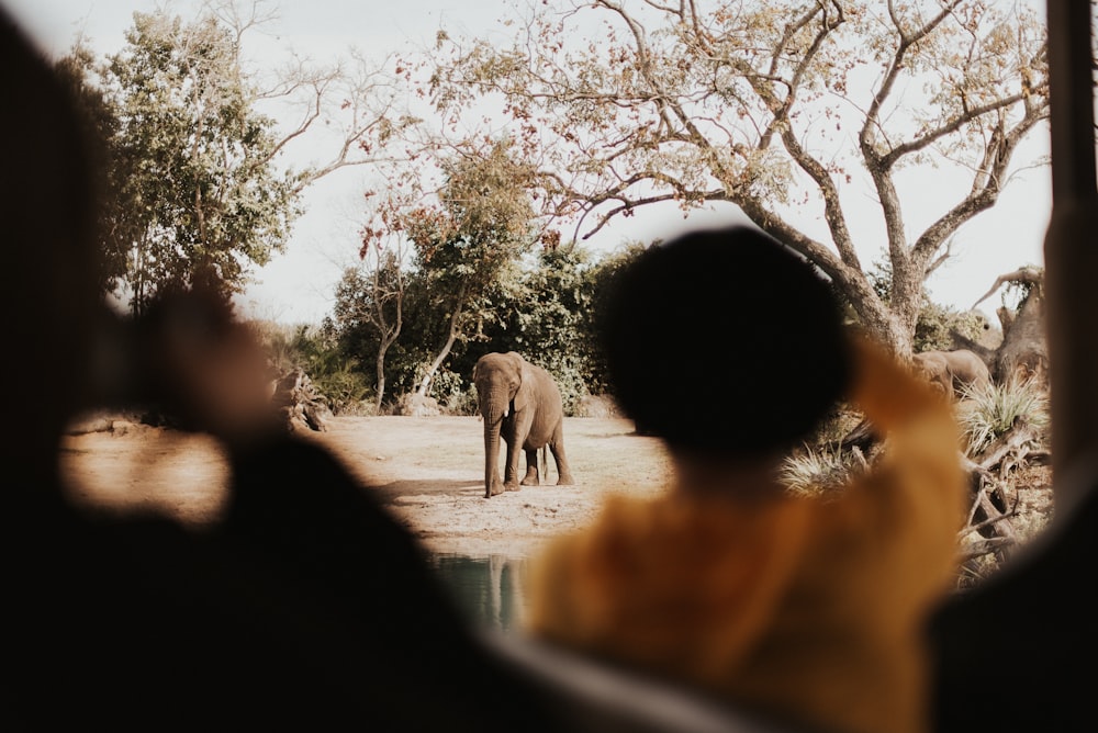 elephant near body of water