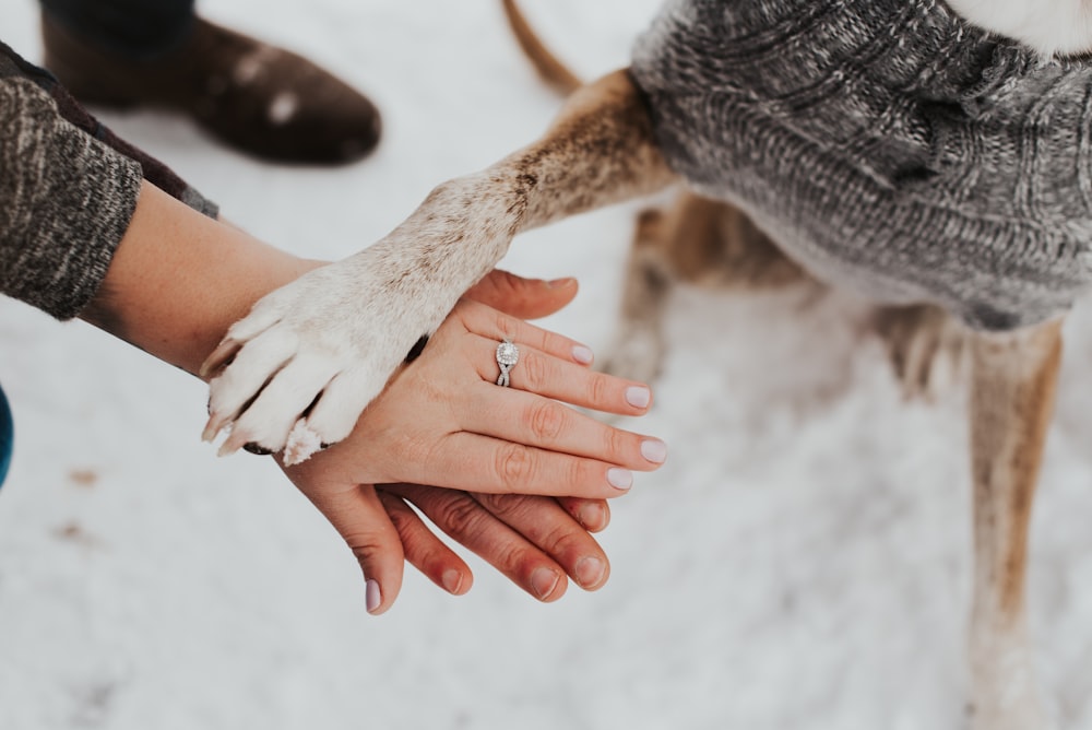 person hand and dog feet