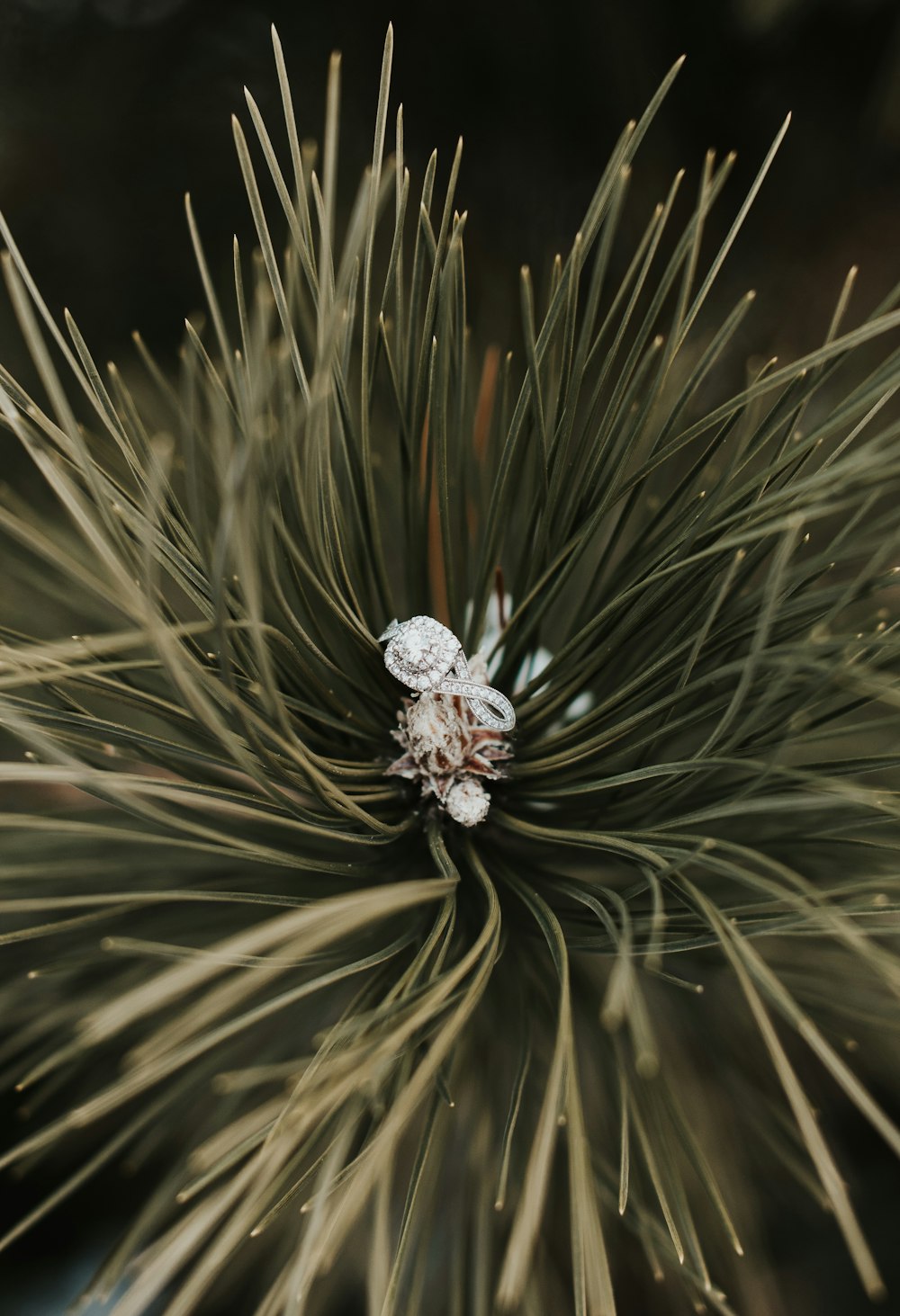 green plant in close-up photo