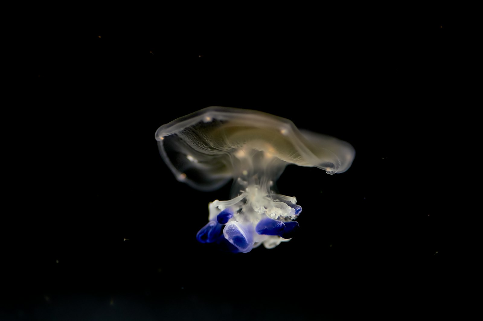 Minolta AF 100mm F2.8 Macro [New] sample photo. Jelly fish photography