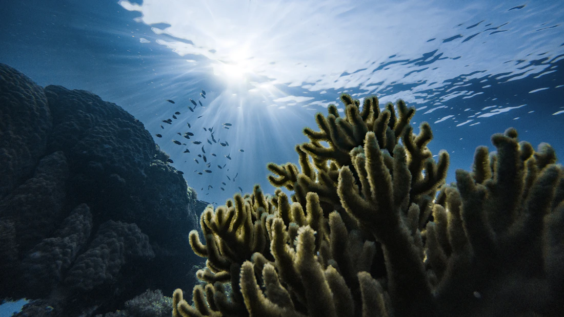 Enfant observant la vie sous-marine dans un aquarium