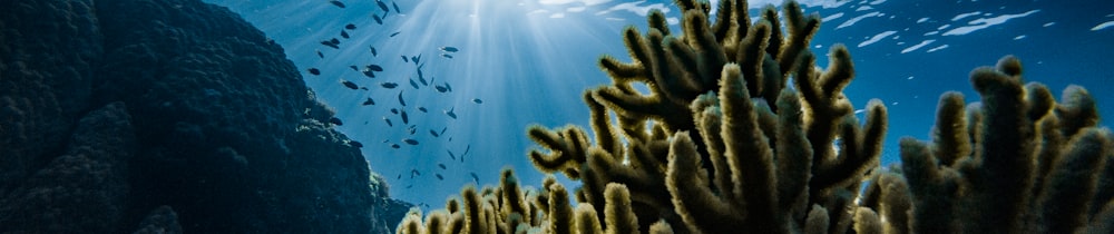 Reef Finance header image