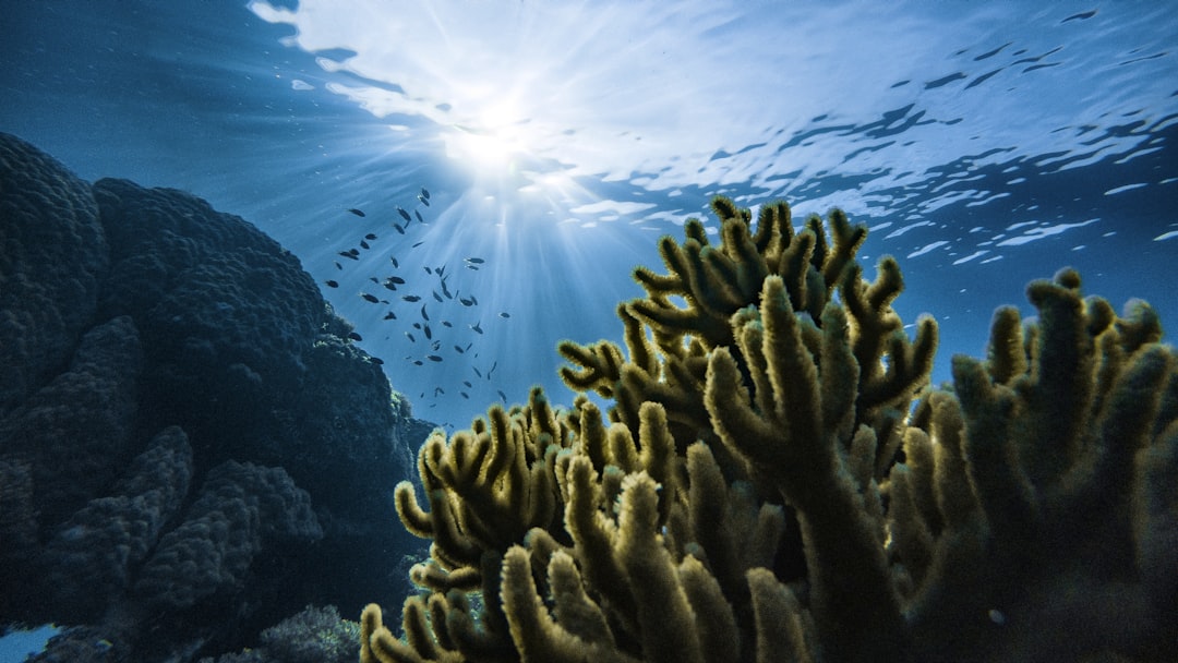 green corals under water