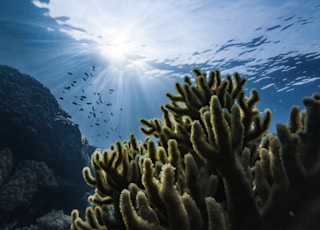 green corals under water