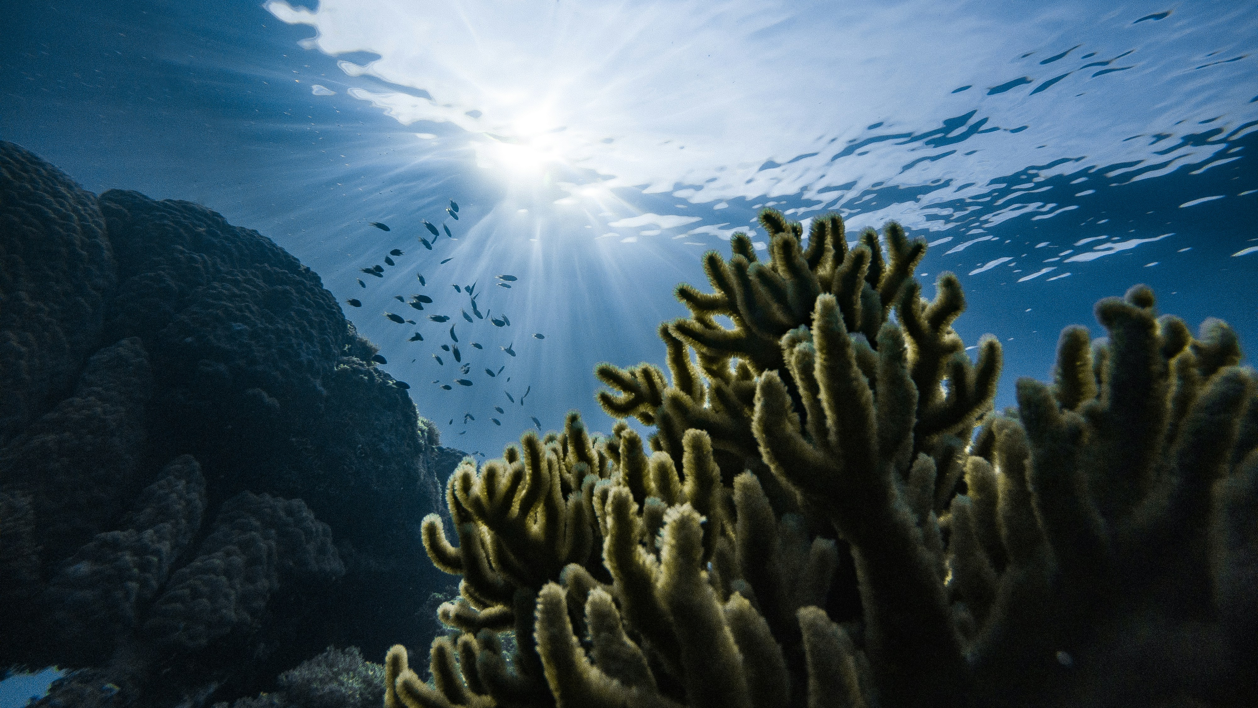 deep sea mesophotic black coral colony twilight zone