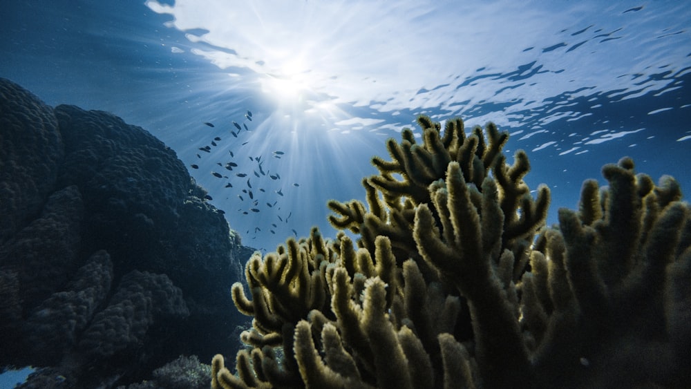 Corales verdes bajo el agua