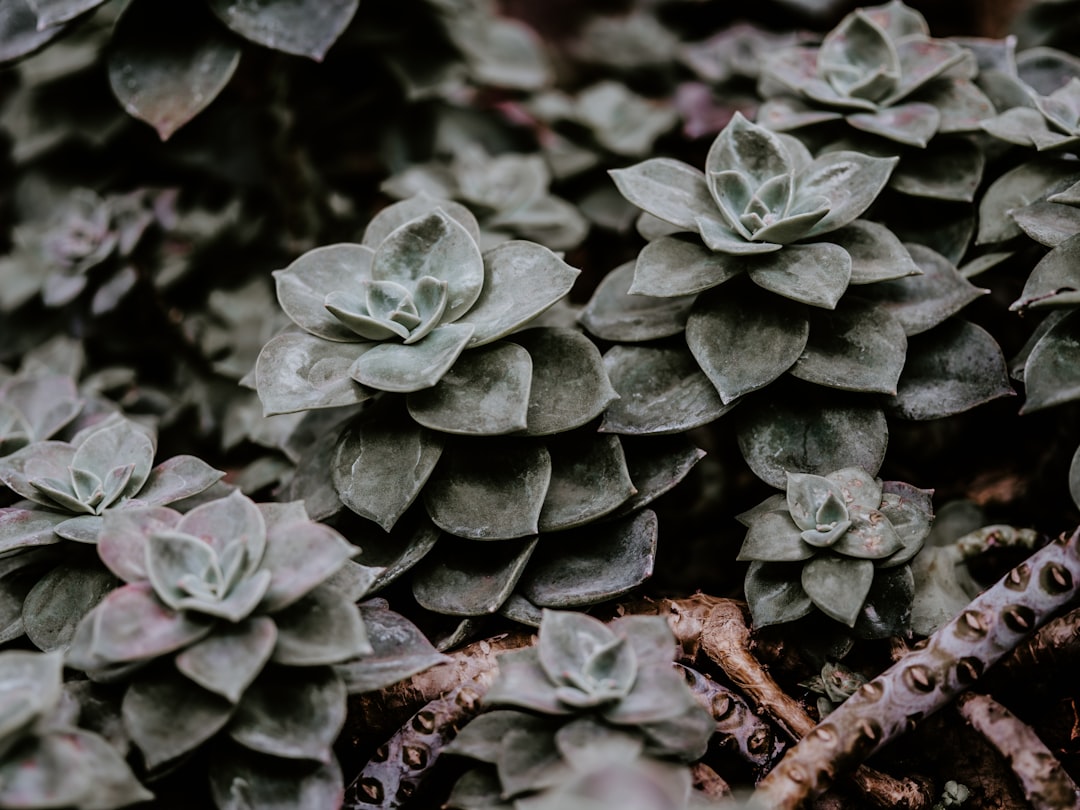 shallow focus photography of green succulent plant