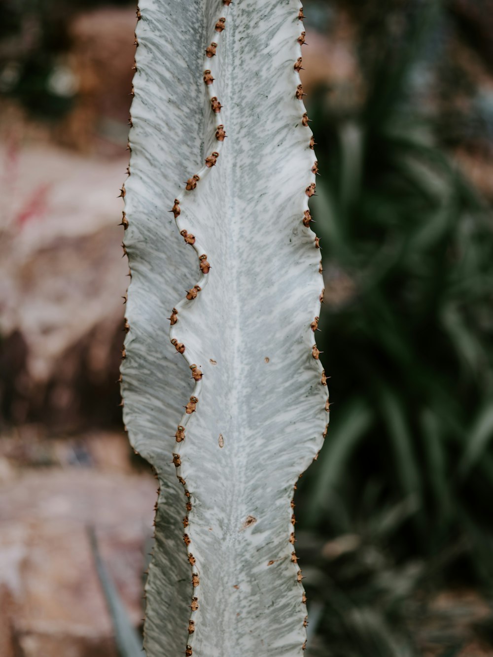 a close up of a leaf with small bugs on it